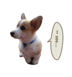 子犬のコーギー（個別スタンプ：9）