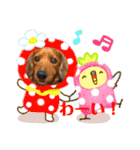 ミニチュアダックス☆チョコくん（個別スタンプ：1）