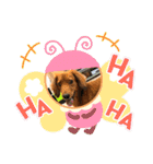 ミニチュアダックス☆チョコくん（個別スタンプ：6）