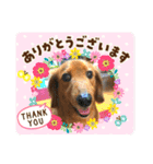 ミニチュアダックス☆チョコくん（個別スタンプ：8）