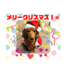 ミニチュアダックス☆チョコくん（個別スタンプ：10）