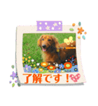 ミニチュアダックス☆チョコくん（個別スタンプ：11）