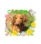 ミニチュアダックス☆チョコくん（個別スタンプ：12）