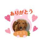 ミニチュアダックス☆チョコくん（個別スタンプ：16）
