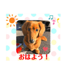 ミニチュアダックス☆チョコくん（個別スタンプ：22）