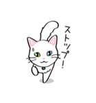 白猫“姫”ちゃん（個別スタンプ：6）