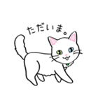 白猫“姫”ちゃん（個別スタンプ：14）