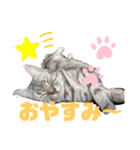 りるちゃんの日常スタンプ（個別スタンプ：1）