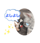 りるちゃんの日常スタンプ（個別スタンプ：5）
