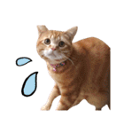 nyan2LIFE(haku)（個別スタンプ：1）