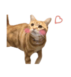 nyan2LIFE(haku)（個別スタンプ：2）