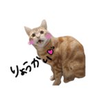 nyan2LIFE(haku)（個別スタンプ：3）