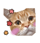 nyan2LIFE(haku)（個別スタンプ：4）