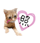 nyan2LIFE(haku)（個別スタンプ：5）