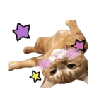nyan2LIFE(haku)（個別スタンプ：9）