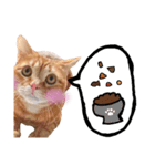 nyan2LIFE(haku)（個別スタンプ：11）