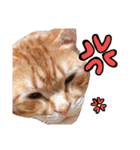 nyan2LIFE(haku)（個別スタンプ：12）