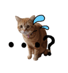 nyan2LIFE(haku)（個別スタンプ：15）