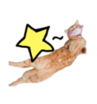 nyan2LIFE(haku)（個別スタンプ：16）