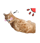 nyan2LIFE(haku)（個別スタンプ：17）