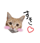 nyan2LIFE(haku)（個別スタンプ：19）