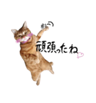 nyan2LIFE(haku)（個別スタンプ：25）