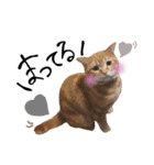 nyan2LIFE(haku)（個別スタンプ：26）