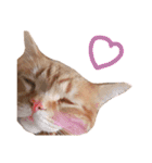nyan2LIFE(haku)（個別スタンプ：31）
