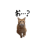 nyan2LIFE(haku)（個別スタンプ：32）