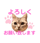 アメショのビビアン 2（個別スタンプ：1）