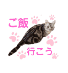アメショのビビアン 2（個別スタンプ：3）