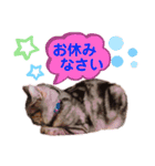 アメショのビビアン 2（個別スタンプ：4）