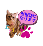 アメショのビビアン 2（個別スタンプ：6）