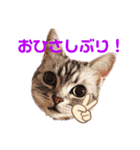 アメショのビビアン 2（個別スタンプ：13）