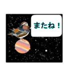 鳥や花で会話しよう（個別スタンプ：7）