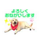 ラブラドールのメルモ2（個別スタンプ：2）