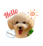 わんこの日常 マルプー（個別スタンプ：2）