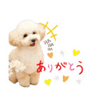 わんこの日常 マルプー（個別スタンプ：4）