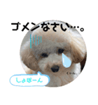わんこの日常 マルプー（個別スタンプ：5）