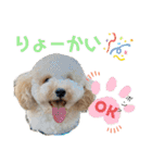 わんこの日常 マルプー（個別スタンプ：6）