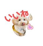 わんこの日常 マルプー（個別スタンプ：7）