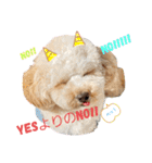 わんこの日常 マルプー（個別スタンプ：8）