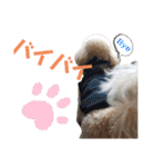 わんこの日常 マルプー（個別スタンプ：13）