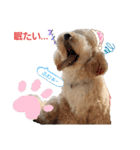 わんこの日常 マルプー（個別スタンプ：15）