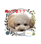 わんこの日常 マルプー（個別スタンプ：16）