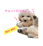 わんこの日常 マルプー（個別スタンプ：18）