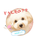 わんこの日常 マルプー（個別スタンプ：26）