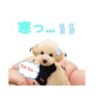わんこの日常 マルプー（個別スタンプ：27）