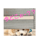 わんこの日常 マルプー（個別スタンプ：32）