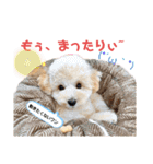 わんこの日常 マルプー（個別スタンプ：35）